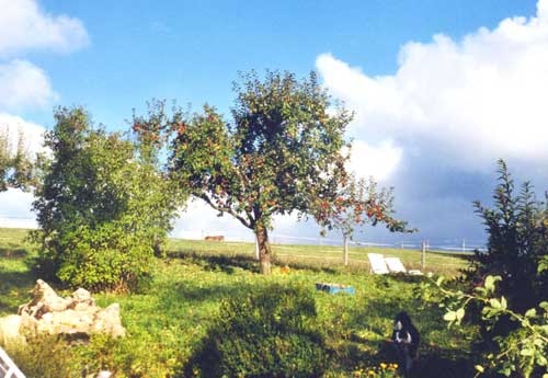 Bachtel im Herbst